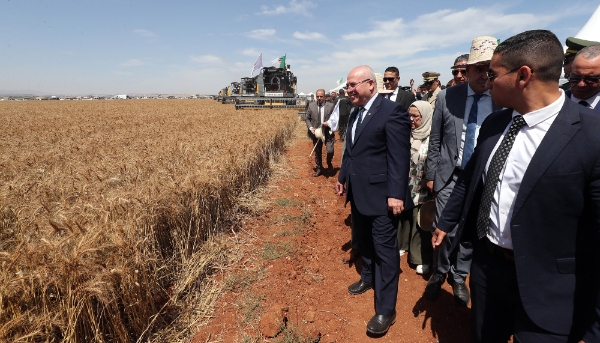 Youcef Cherfa launching the wheat harvesting season in Bouira, Algeria on 4 June 2024.