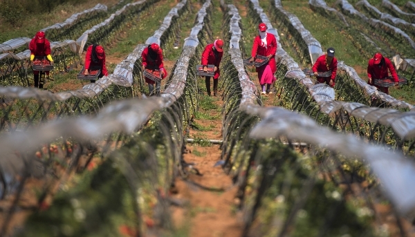 Labourers pick strawberries in the Kénitra province, Morocco, 8 March 2017. 