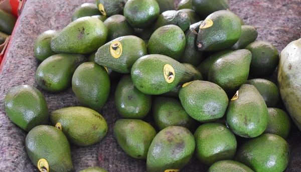 Avocados for sale at a market in Marrakech, on 16 April 2024.