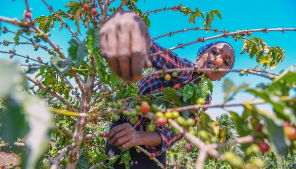 Coffee beans harvest in Nandi province, Kenya on 28 August 2023.