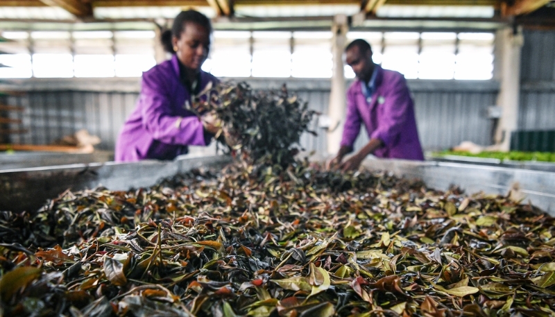 Workers process purple tea leaves at a workshop in Muranga County, Kenya, on 7 May 2024.