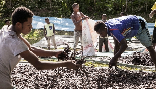 Vanilla beans drying in Bemalamatra, north Madagascar, in 2016.