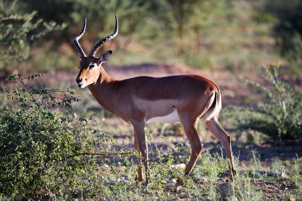 The number of impalas is decreasing in Welgevonden Game Reserve.