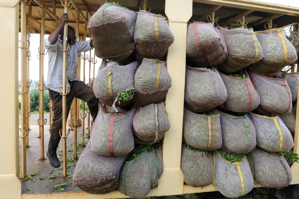 A tea farmer in Nyeri, Kenya, in May 2021.